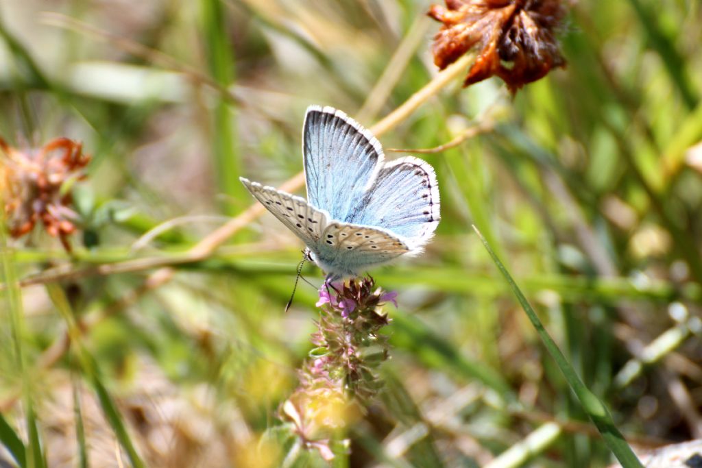 Polyommatus (Lysandra) coridon